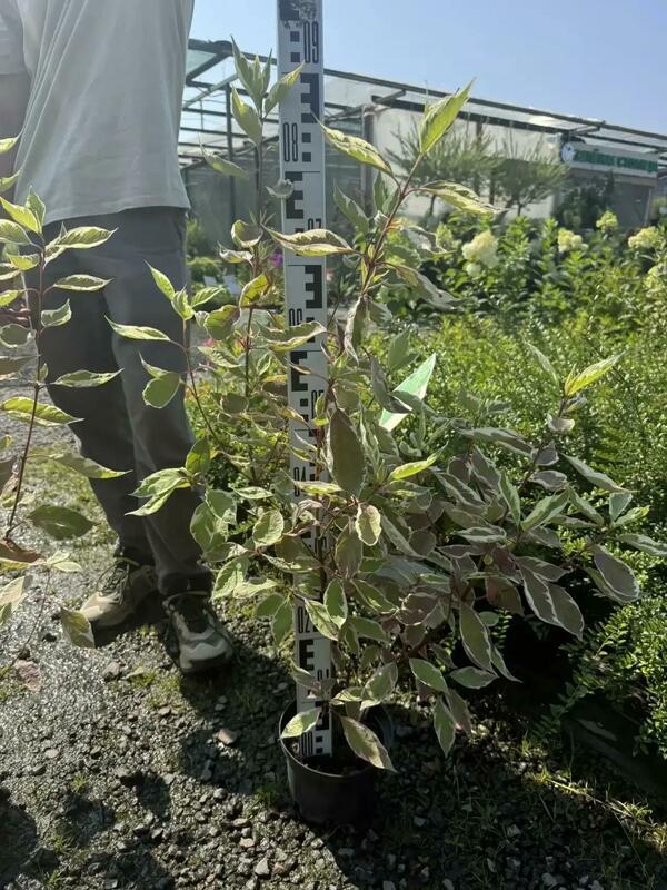 Дерен белый Элегантиссима (Cornus alba 'Elegantissima')