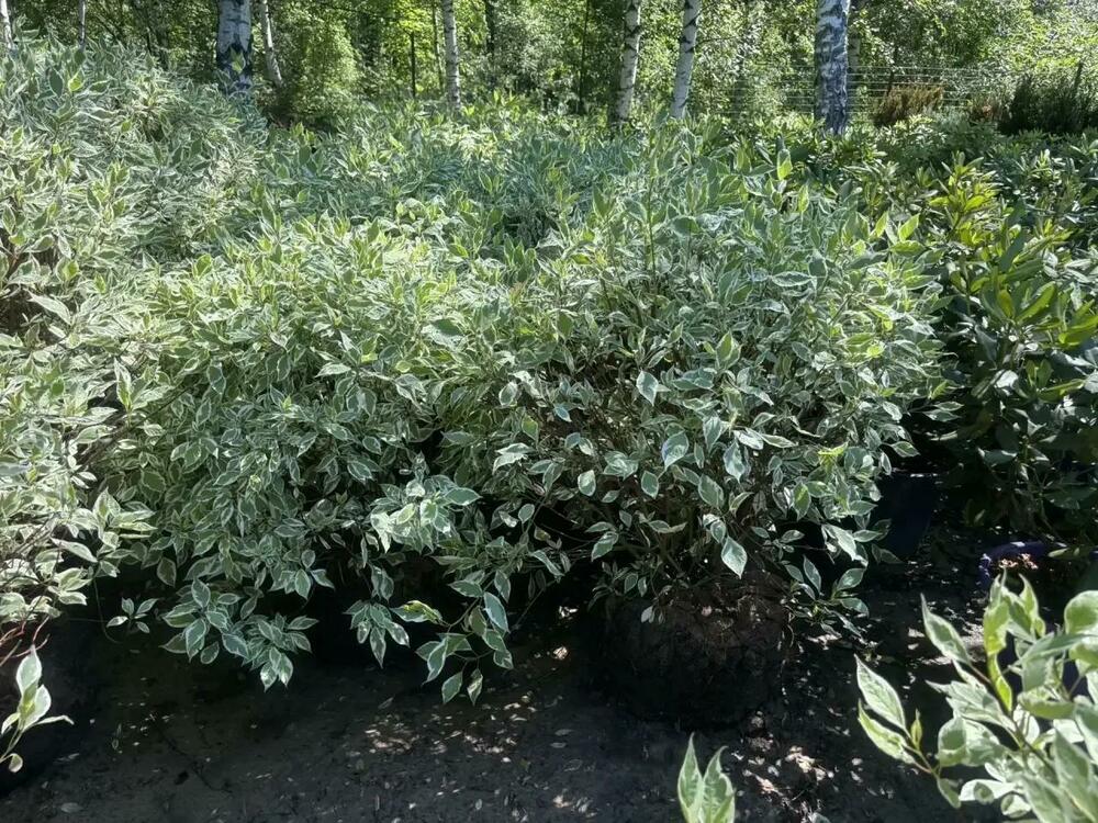 Дерен белый Элегантиссима (Cornus alba 'Elegantissima') формы