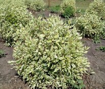 Дерен белый Элегантиссима (Cornus alba 'Elegantissima') формы