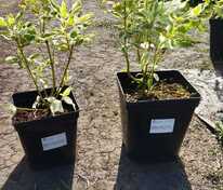 Дерен отпрысковый Вайт Голд (Cornus sericea 'White Gold')