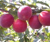 Алыча Найдёна (Prunus cerasifera 'Naydyona')