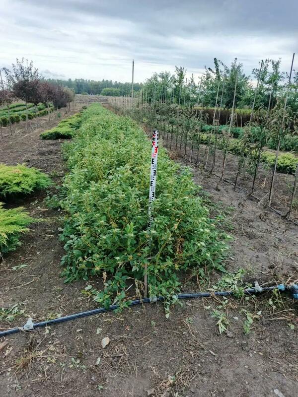 Дерен отпрысковый Флавирамея (Cornus sericea 'Flaviramea')