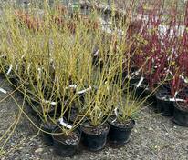Дерен отпрысковый Флавирамея (Cornus sericea 'Flaviramea')