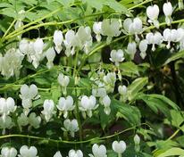 Дицентра великолепная Альба (Lamprocapnos spectabilis 'Alba')