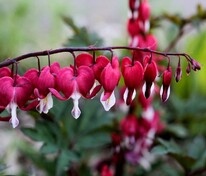 Дицентра великолепная "Valentine" (Валентайн)