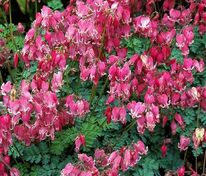 Дицентра гибридная Кинг оф Хартс (Dicentra 'King of Hearts')