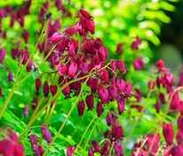 Дицентра красивая (Dicentra formosa)