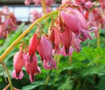 Дицентра красивая Люксирант (Dicentra formosa 'Luxuriant')