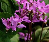 Додекатеон Джефри (Dodecatheon jeffreyi)