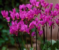 Додекатеон красивенький Ред Вингс (Dodecatheon pulchellum 'Red Wings')