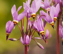 Додекатеон Мида (Dodecatheon meadia)