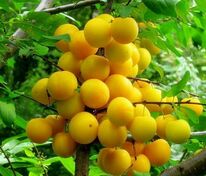 Алыча Царская (Prunus cerasifera 'Tsarskaya')