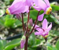 Додекатеон Мида Квин Виктория (Dodecatheon meadia 'Queen Victoria')