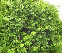 Древогубец круглолистный (Celastrus orbiculatus)