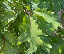 Дуб болотный (Quercus palustris)