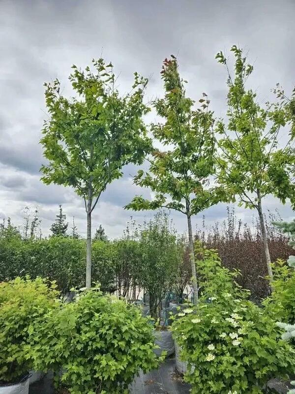 Дуб красный (Quercus rubra)