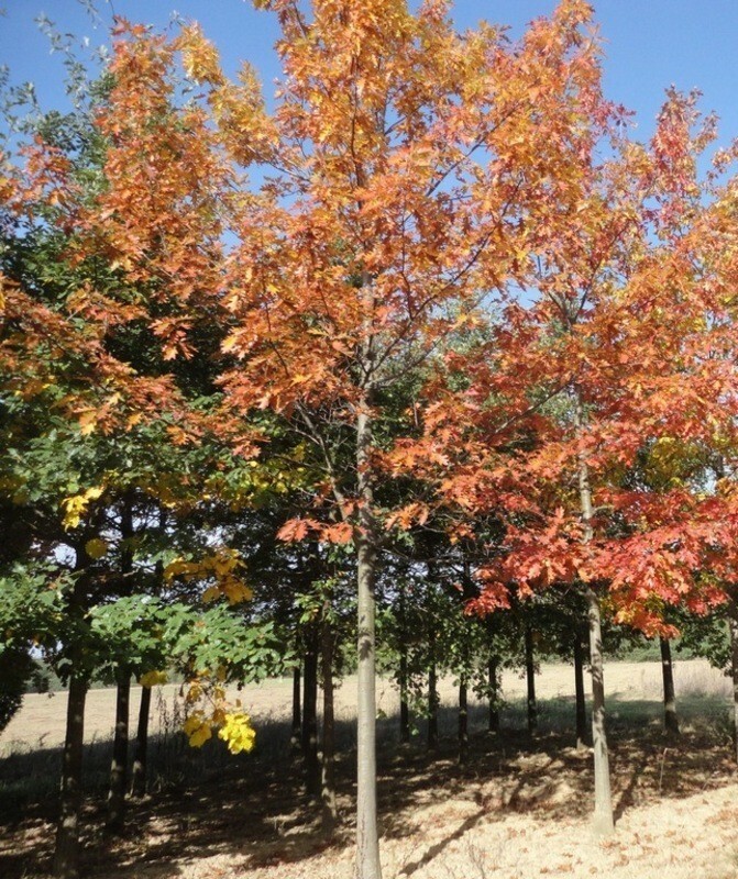 Дуб красный (Quercus rubra)
