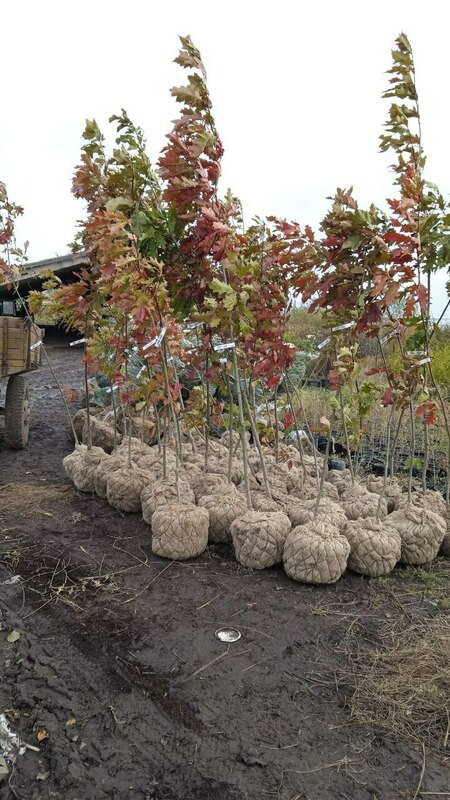 Дуб красный (Quercus rubra)
