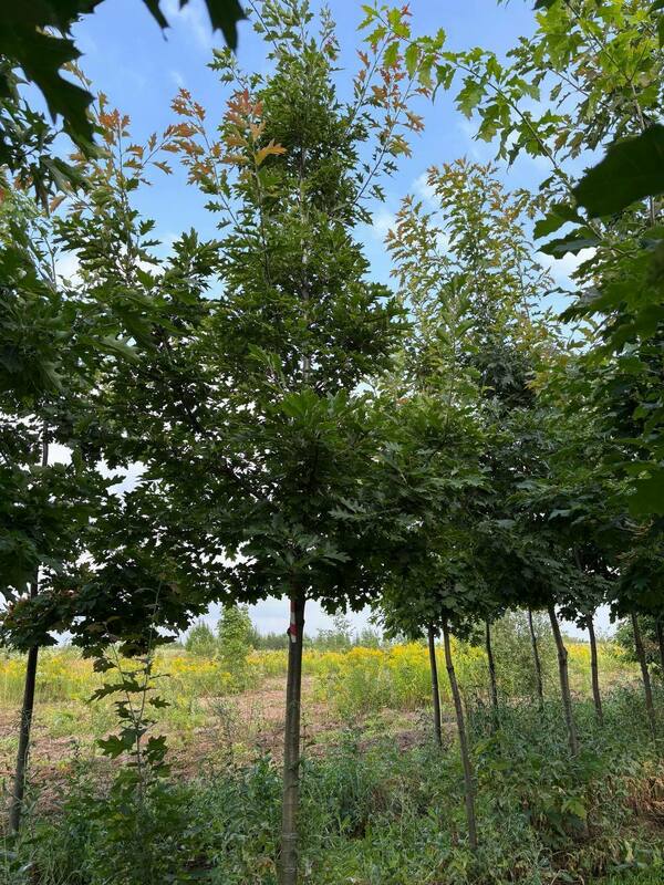 Дуб красный (Quercus rubra)