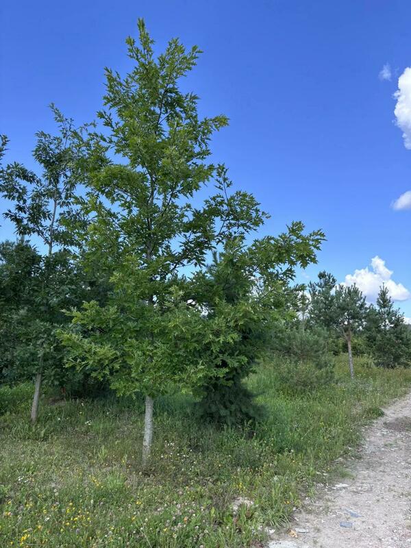 Дуб красный (Quercus rubra)