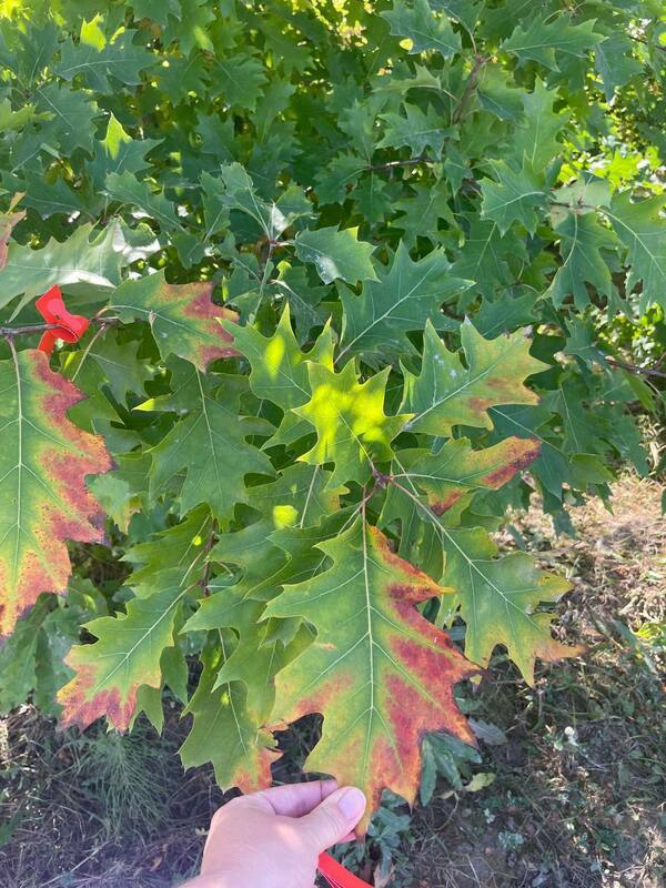 Дуб красный (Quercus rubra)