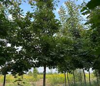 Дуб красный (Quercus rubra)