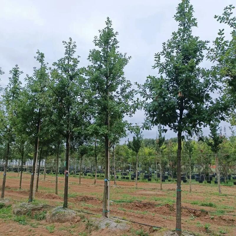 Дуб черешчатый (Quercus robur)