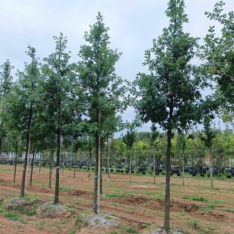 Дуб черешчатый (Quercus robur)