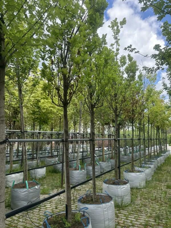 Дуб черешчатый (Quercus robur)