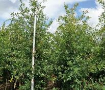 Дуб черешчатый (Quercus robur)