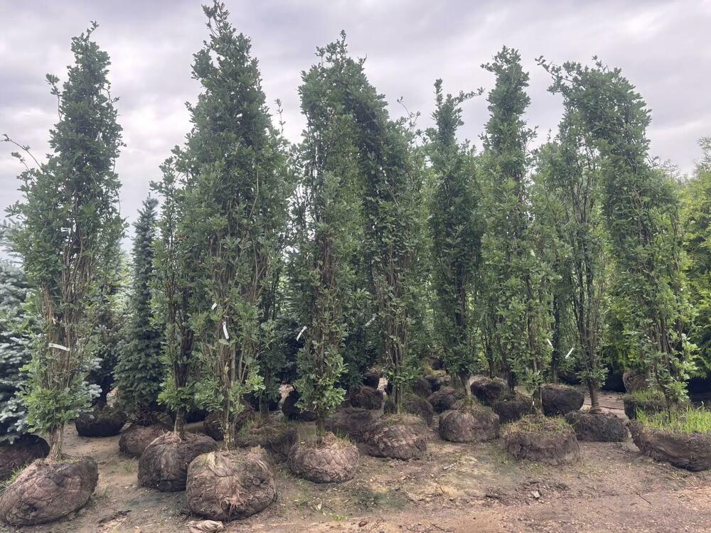 Дуб черешчатый Фастигиата (Quercus robur 'Fastigiata')