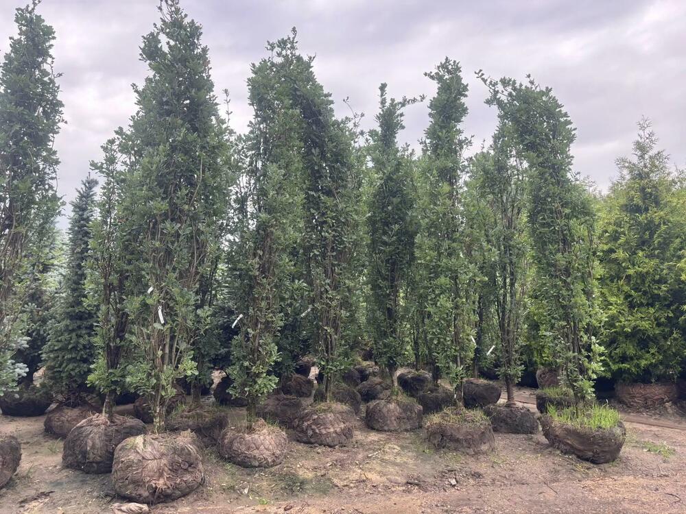 Дуб черешчатый Фастигиата (Quercus robur 'Fastigiata')