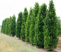 Дуб черешчатый Фастигиата (Quercus robur 'Fastigiata')