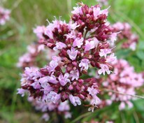 Душица обыкновенная (Origanum vulgare)