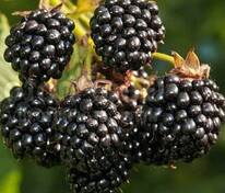 Ежевика "Agavam" (Агавам)