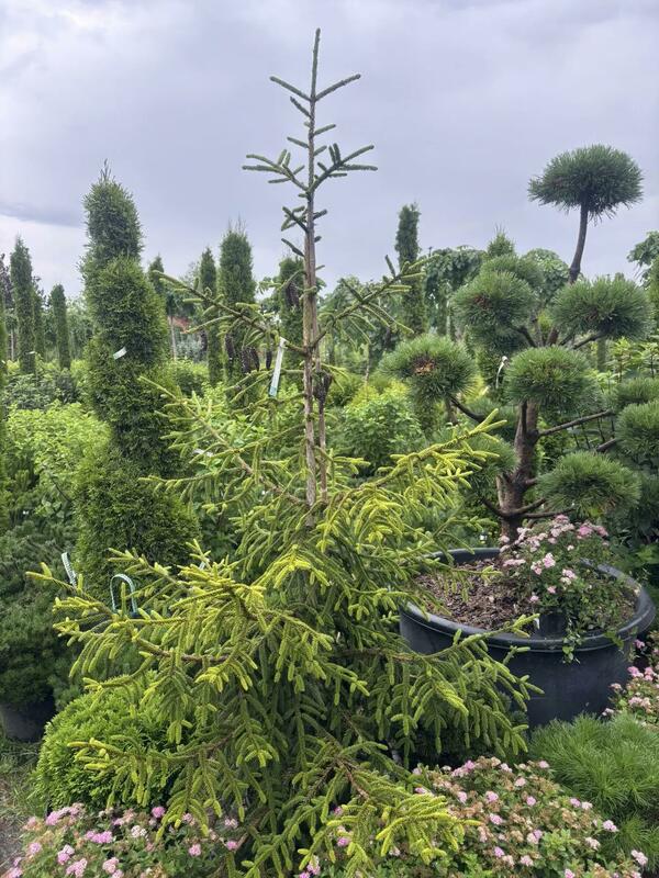 Ель восточная Ауреоспиката (Picea orientalis 'Aureospicata')