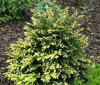 Ель восточная Ауреоспиката (Picea orientalis 'Aureospicata')