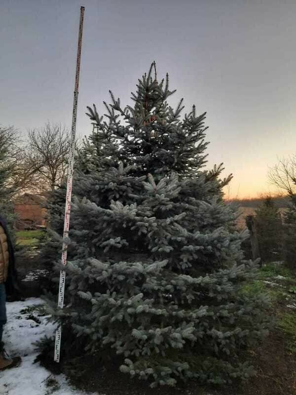 Ель колючая Глаука (Picea pungens 'Glauca') Экстра