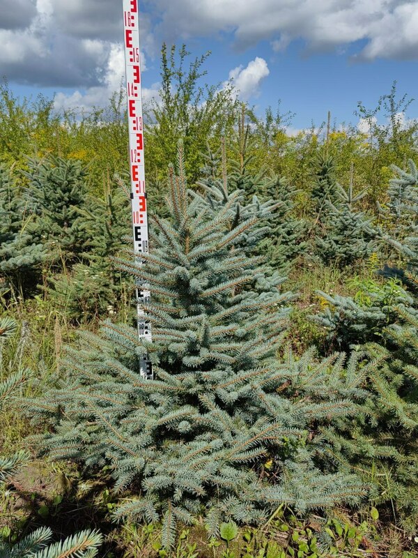 Ель колючая Глаука (Picea pungens 'Glauca') Экстра