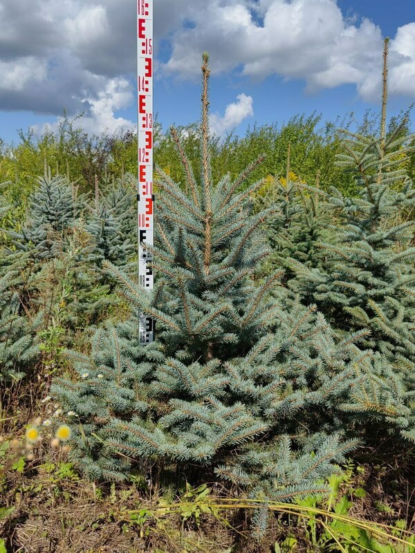 Ель колючая Глаука (Picea pungens 'Glauca') Экстра