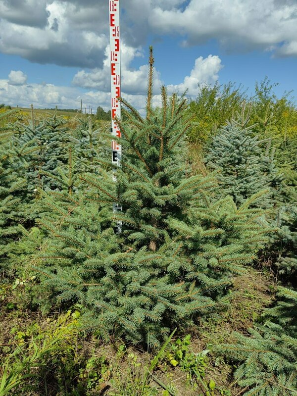 Ель колючая Глаука (Picea pungens 'Glauca') Экстра