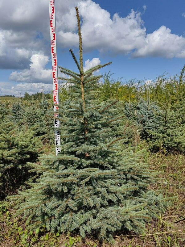 Ель колючая Глаука (Picea pungens 'Glauca') Экстра
