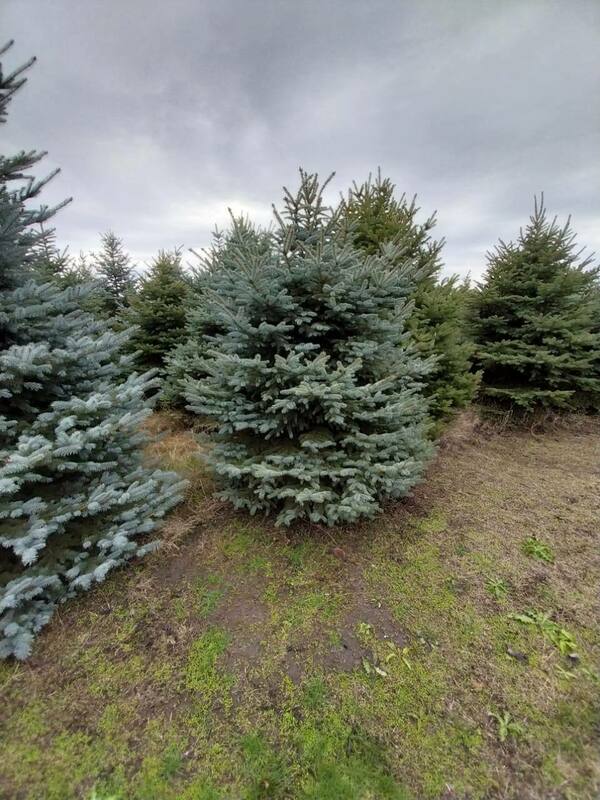 Ель колючая Глаука (Picea pungens 'Glauca') Экстра