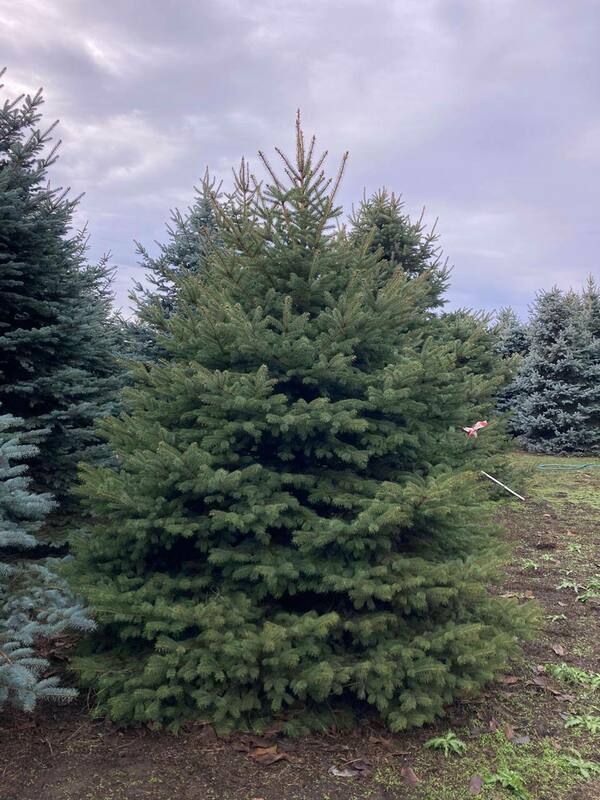 Ель колючая Глаука (Picea pungens 'Glauca') Экстра