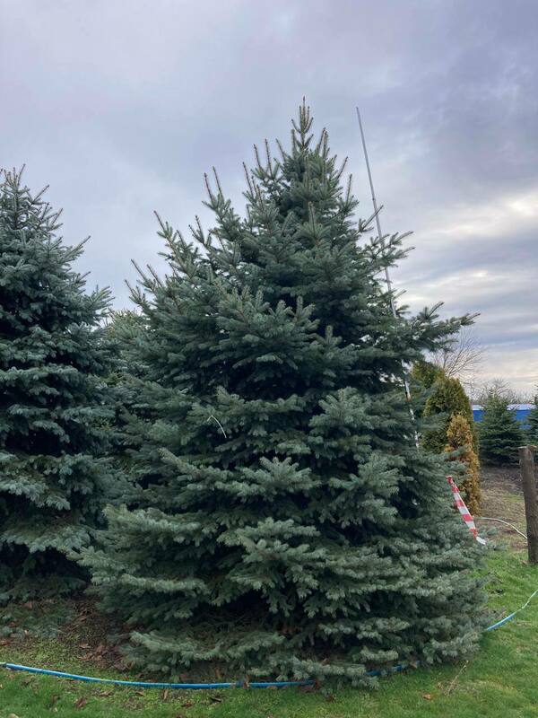 Ель колючая Глаука (Picea pungens 'Glauca') Экстра