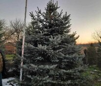 Ель колючая Глаука (Picea pungens 'Glauca') Экстра