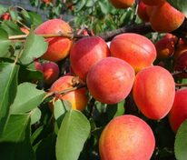 Абрикос Краснощекий (Prunus armeniaca 'Krasnoshchekii')