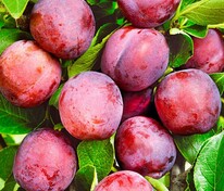 Алыча Чук (Prunus cerasifera 'Chuk')