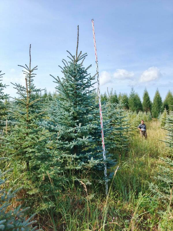 Ель колючая Глаука (Picea pungens 'Glauca') (голубая)