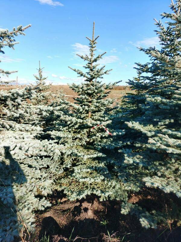 Ель колючая Глаука (Picea pungens 'Glauca') (голубая)